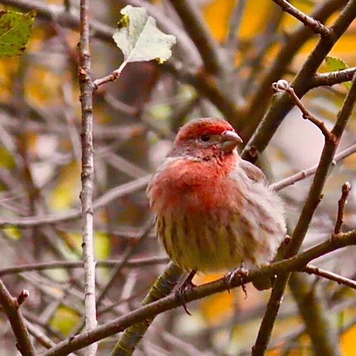 I love my family, I love nature, am an avid bird watcher, and I love President Donald J Trump because he loves our great...