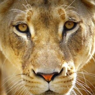 America First | Warroom Posse
  MAGA/Patriot