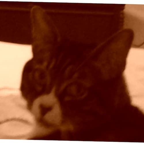 * God * Family * Country * Patriot * MAGA * 1A * 2A * AllLivesMatter * Trump2024 * GodBlessAmerica * ProLife * DefendThe...