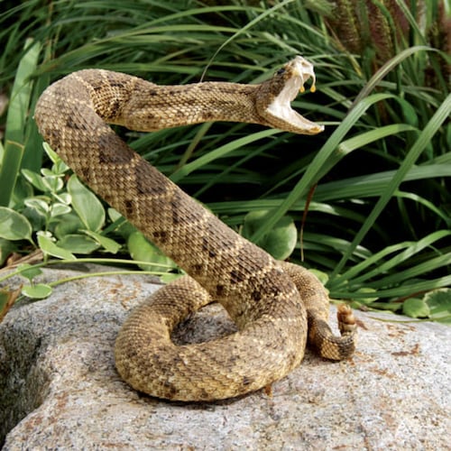 Love God the Father the Son and the Holy Spirit. Love my family on earth and in heaven. Love the United States of Americ...