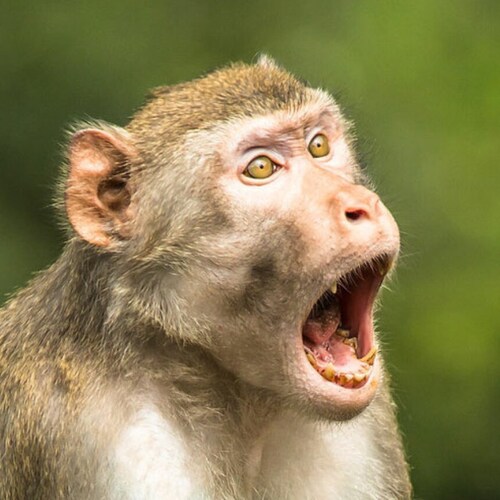 "I am what I am."
Popeye the Sailor Man