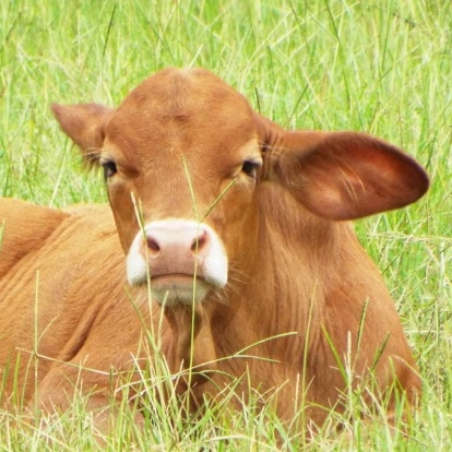 Grumpy Marine veterans with killer swans. Stay off our lawn.