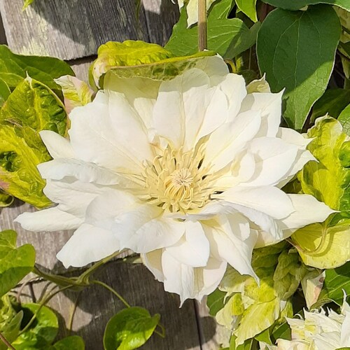 Artist, Wife, Mother, Gardener. Love all animals (except cockroaches). Worked hard for my US Citizenship. Independent.