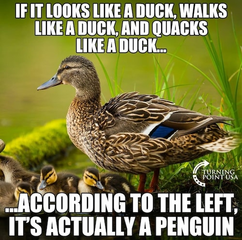 Resist the Mainstream on GETTR : If you see a duck, it's because you're ...