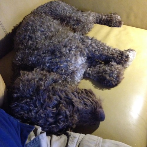 Visit WolfZonen's profile on GETTR. View their posts, photos, videos, and connect with them on the social platform.