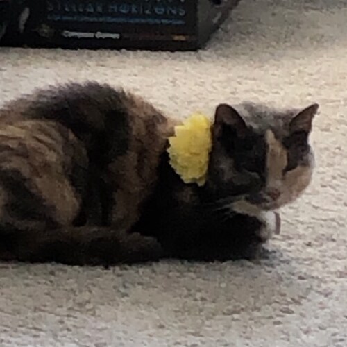 Christian Wife of a great husband  and Mom of 2 awesome children and 2 sweet cats and GG to a cute kitty named Nelly.