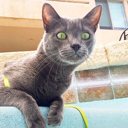 I love cats and NASCAR😽 🏎 🇺🇸❤️🤍💙Conservative who misses Trump🇺🇸Lets takeover in 2022 and 24!!!