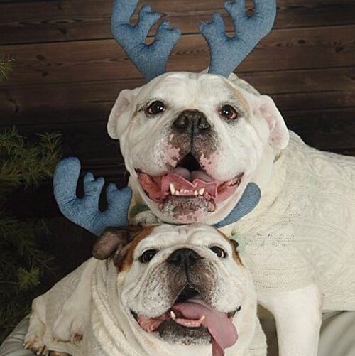 proud dog mom to Mcloven the Stud Muffin and Cupcake the Cutie Pie !! #MAGA #Americafirst I am also obsessed with Fiona ...