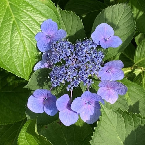 無言フォローにて失礼致します。「真実一路」真実と正義と共に歩み続けたい……