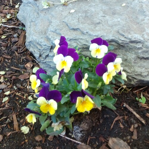 wife, mother, grandma, animal lover. I love the lord and my country and I'm an American Patriot through and through!🍊