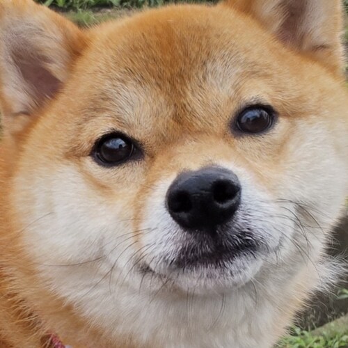 Visit べーこん's profile on GETTR. View their posts, photos, videos, and connect with them on the social platform.