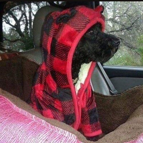 Pureblood, Patriot, AmericaFirst, MAGA, proud "conspiracy theorist"