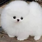 Fuzzball 🐹✨
