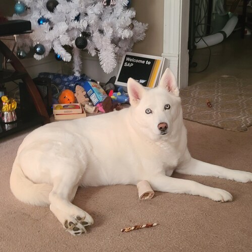 conservative American, hockey lover, dog lover