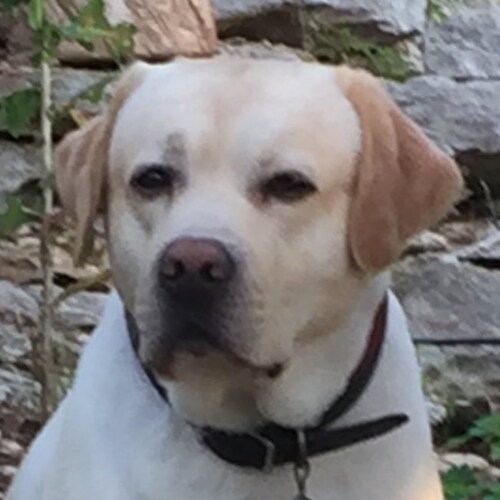 Christian, Patriot, Constitutional Conservative, Counselor at Law, Businessman