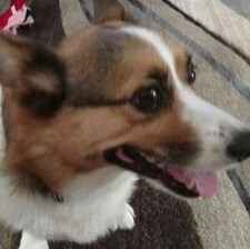 Mom, Wife, Conservative, root for StL Cards and Blues, against COVID mandates, America First