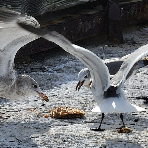 3 days old  .. Beach vouchers