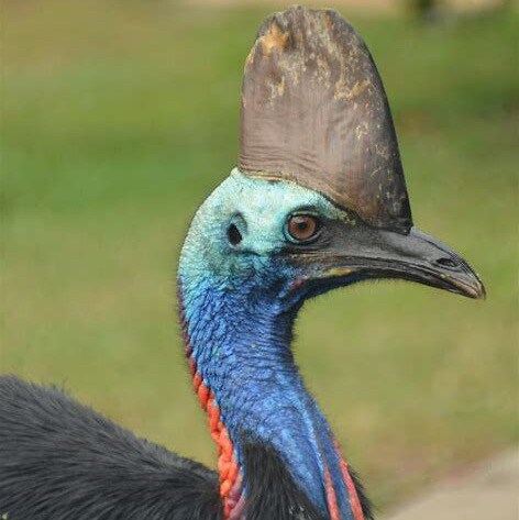 I am a bird…a cassowary to be precise