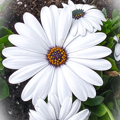 Wenn du still bist, verstehen dich nur Menschen, die dich fühlen.