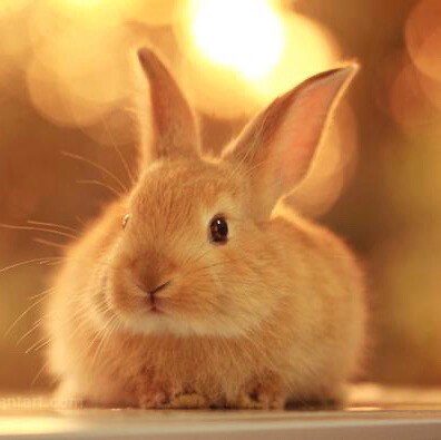 Visit 🍊Bunny516🍊's profile on GETTR. View their posts, photos, videos, and connect with them on the social platform.