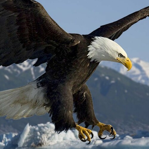 Red blooded un-Vaxed conservative patriot...
Proud F.O.E. Member and AZ State Officer. No messages please