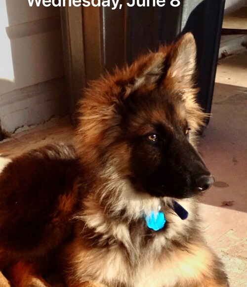 Artist/sculptor, medical researcher, wolf/German Shepherd rescuer, musician, former Lockheed analyst