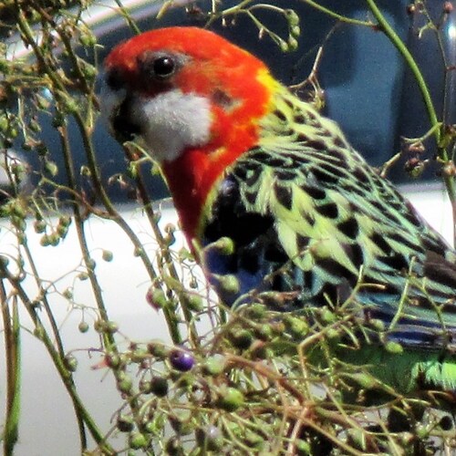 British Mum and Grandma. I want to see Trump back where he belongs....as President of the USA. WWG1WGA