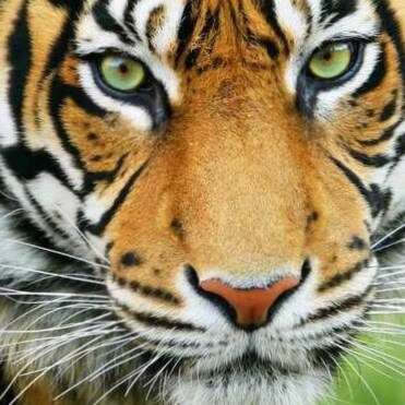 Ultra Nuclear MAGA, Vietnam Vet, Pure Blood, #WWG1WGA - I've been terrorizing stochastics forever.