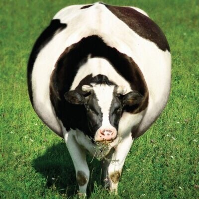 grass fed
