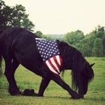 A lady who Loves God, family, country, President Trump, T'bred racing & our furry friends. MAGA Independent/Conservative...