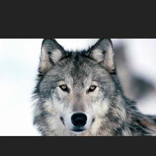 100% MAGA my hero are Peter Navarro, Steve Bannon, and Mike Lindell 🇺🇸