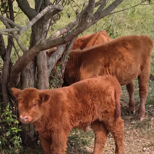 TRUE BLOOD  yes those are my calfs in the pix