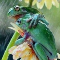 I like memes....and shitting on the left.