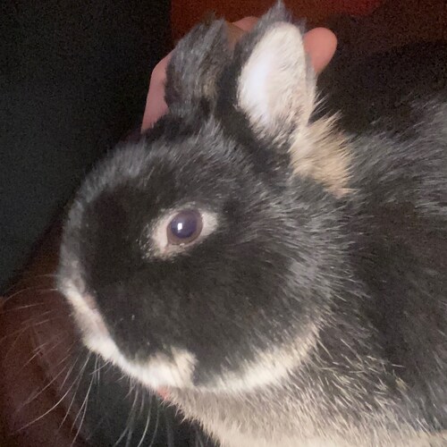 Only (R)ight way to be a Mainer!!