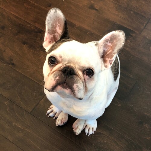 Proud husband and father. Fierce patriot who values peace through strength, law and order, family, God, constitution, fr...