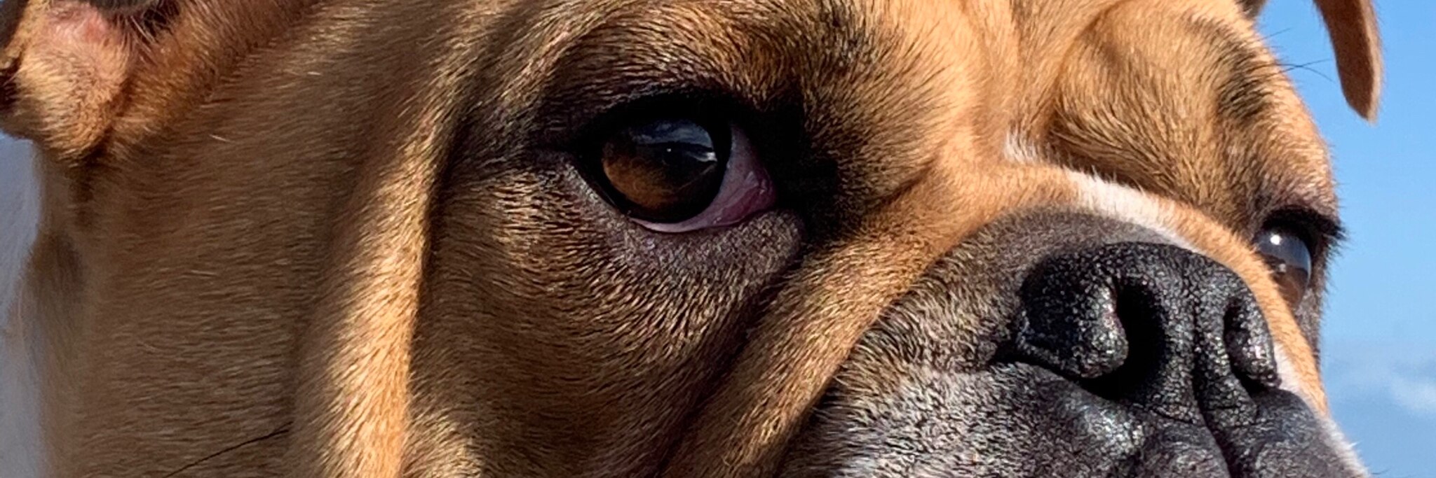 Jaxonbull