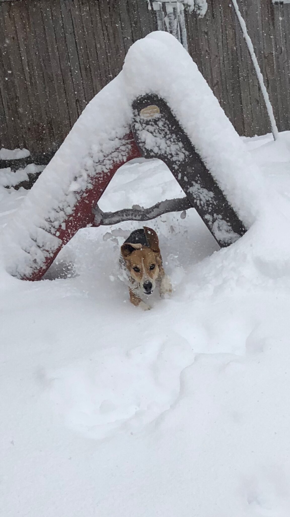 Here’s my beagle playing in the snow.