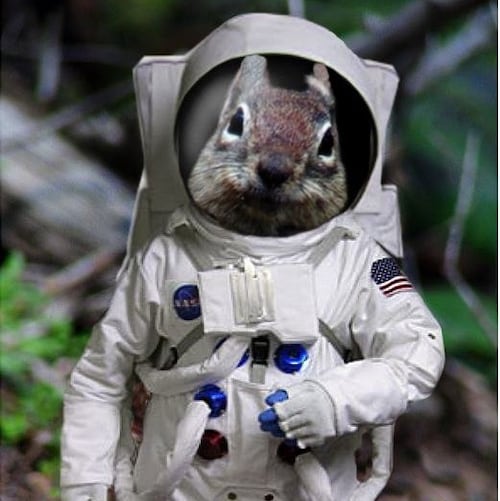 Patriot / Freedom nut