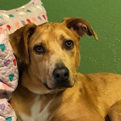 Christian ✝️, Conservative 🇺🇸, pro-life 👶🏼 mother of 4 Grannie of 8 animals everywhere