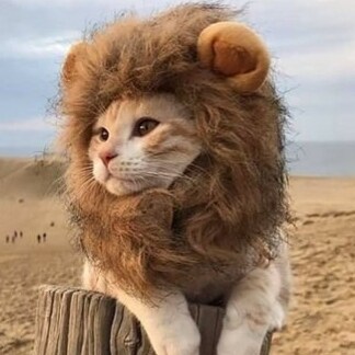 God, Family, America, Animals,
Cancer Sucks, Happiness is a choice, Be Kind, Love freely, Forgive thy enemies 🇺🇸