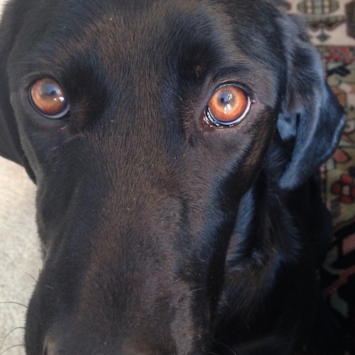 a conservative, happily married, no dm’s-you’ll be disappointed