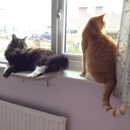 Massive cat lover and patriot British plus Royalist too 🇬🇧😻