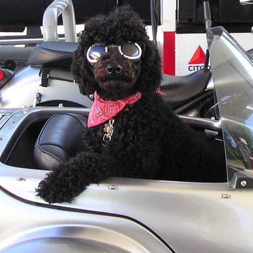 #MAGA #JESUS #MOTORCYCLES
#LadyRider
#Dogs #CMA #DogRescuer #BrokenChainsMM
Psalm 29:11
Matthew 10:8
twitter.com/BikerBu...