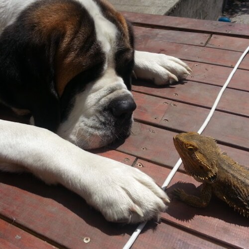 horticulturalist, Mother, Artist, Animal lover and political junkee.