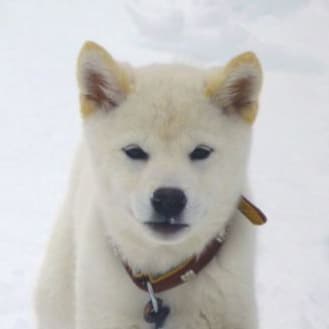 Visit hontounokotoga1's profile on GETTR. View their posts, photos, videos, and connect with them on the social platform.