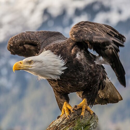 Freedom loving woman 
Marxism deceives. 
Communism = scourge on Earth 
Free America for next generation 
Trump! & Truth Social
"Twitter Reject"
DeSantis#2022