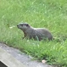 Love Jesus, love family, love patriotic people, love freedom