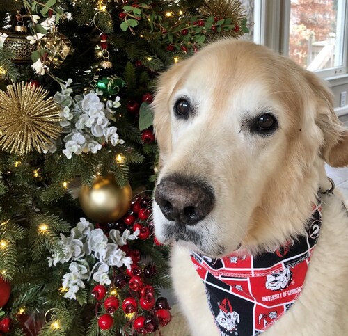 My dog, Cheerio, is asking for your help to meet our fundraising goal! This race is going to be the ...