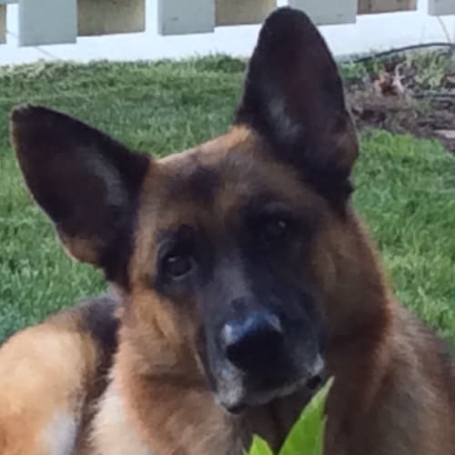 Ret.LAPD Det. Fled the Napa Valley and Gavin Newsoms Gulag. Ph.D in snark. Sup all LEO & Military. Was Wine Det on Twitt...