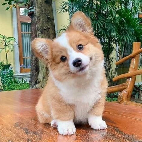 I love animals and respect their lives.☘️🍄